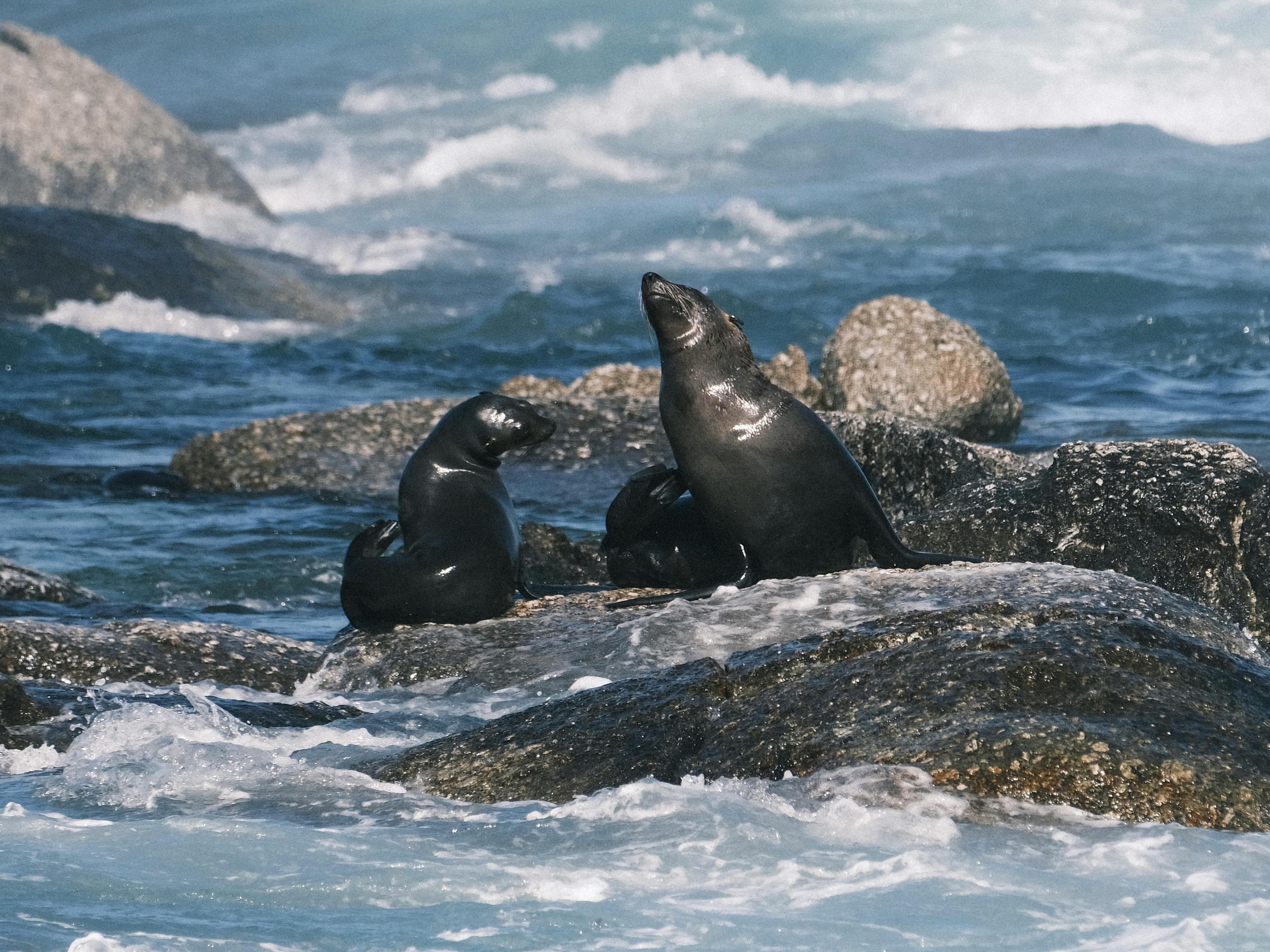 Seal Island Tour